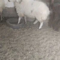 نرقوچ سالم هیکلی قیمت توافقی