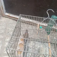 دو عدد سره قناری یک جفت قناری