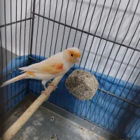 قناری|پرنده|سنندج, |دیوار