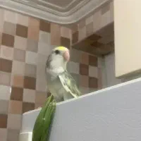 فروش و معامله ..کوتوله دستی