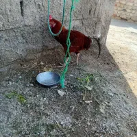 یه خروس با دو ماده مرغ با جوجه