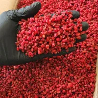 زعفران سوپر نگین خراسان|خوردنی و آشامیدنی|رشت, رودباری|دیوار