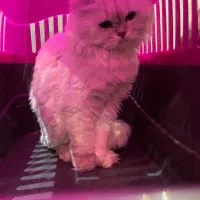 گربه بیریتیش لانگ هیر