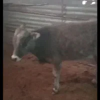 دو راس گوساله نر|حیوانات مزرعه|بوئین زهرا, |دیوار