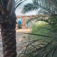 جوجه قناری اهلی دم زرد
