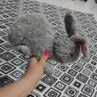 عروسک در حد نو|اسباببازی بچه|رشت, حومه رشت|دیوار