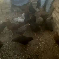 مرغ و خروس|پرنده|اصفهان, بهرام‌آباد|دیوار