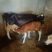 گاو و گوساله نر سیمینتال قرمز شرابی