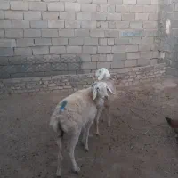 کاوورچینی|حیوانات مزرعه|تربت جام, معدآباد|دیوار