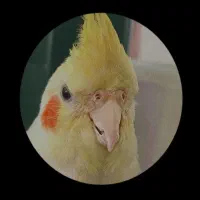 عروس هلندی لوتینو گم شده.