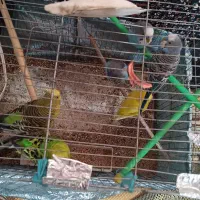 مرغ عشق|پرنده|تهران, شهرک ابوذر|دیوار