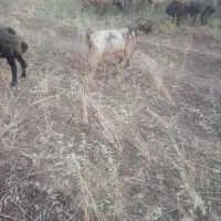 گوسفند