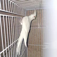 جفت مولد آلبینو همراه با قفس و لوازم