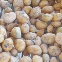 سیب زمینی بذری سانتا