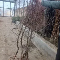 نهال بادام اعلا میاندوآب|خدمات باغبانی و درختکاری|ناغان, |دیوار