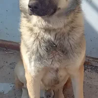 سگ نگهبان ۵ساله واسیناسون شده شناسنامه دار|سگ|صوفیان, |دیوار