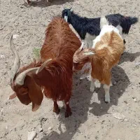 بز همرا با دوبزغاله نر وماده شیر مست فروشیی