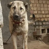 لاس سرابی