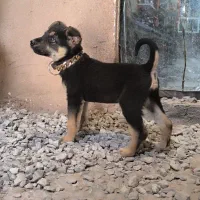 توله ژرمن نر 2 ماهه