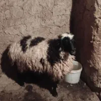 تقلی چاق