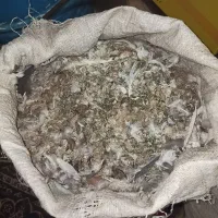 کود کبوترخشک وتمیز