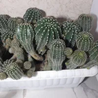 کاکتوس|گل و گیاه طبیعی|فیرورق, |دیوار