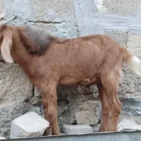 کهره نر|حیوانات مزرعه|بندر کنگان, |دیوار