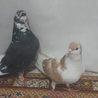 کبوتر