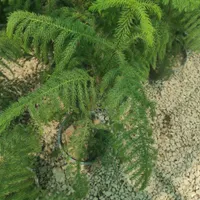 سوله گلخانه ای