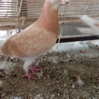 کبوتر|پرنده|سراوان, |دیوار