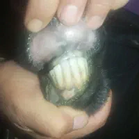 میش بره دار|حیوانات مزرعه|مشهد, ویلاشهر|دیوار