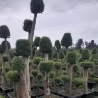 خدمات باغبانی باغچه کاری چمن کاری|خدمات باغبانی و درختکاری|پردیس, فاز ۸|دیوار