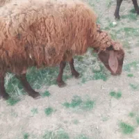 گوسفند بره دار