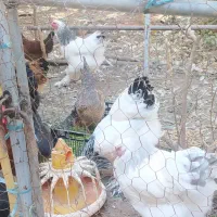 تخم مرغ نطفه دار برهما لایت و محلی