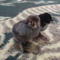 جوجه ۳روزه گلپایگان|حیوانات مزرعه|شاهین‌شهر, مسکن مهر|دیوار