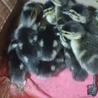 بچه اردک پروازی