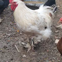 خروس|حیوانات مزرعه|زارچ, |دیوار