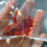 ماهی فایتر های جفت خورده و بالغ برای تکثیر|ماهی|مشهد, ولیعصر (شهرک غرب)|دیوار