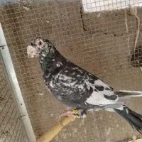 نر سار لکه دار