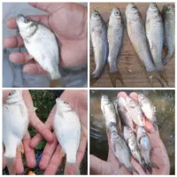 بچه ماهی خان
