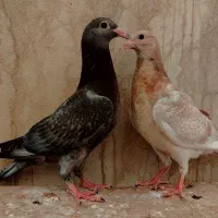 کبوتر جوجه سار