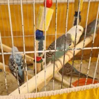 چندتا‌مرغ‌عشق‌ خیلی‌کاربیست ورام‌ دستی‌