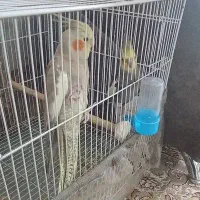 عروس هلندی مولد