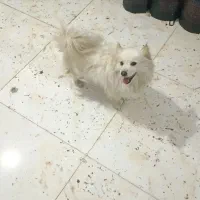 سگ خونگی|سگ|تویسرکان, |دیوار