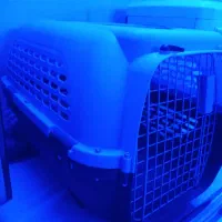 جای خواب گربه سگ