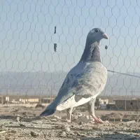 جوانه نر سروتیپ دار|پرنده|طبس, |دیوار