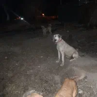 ماده سرابی از نسل جنی میانه