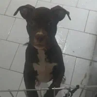 فروش سگ|سگ|تهران, وحیدیه|دیوار