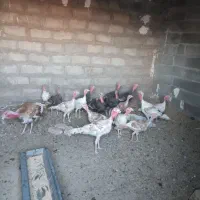 بوقلمون محلی  نهبندان