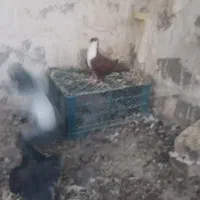 کبوتر فروشی